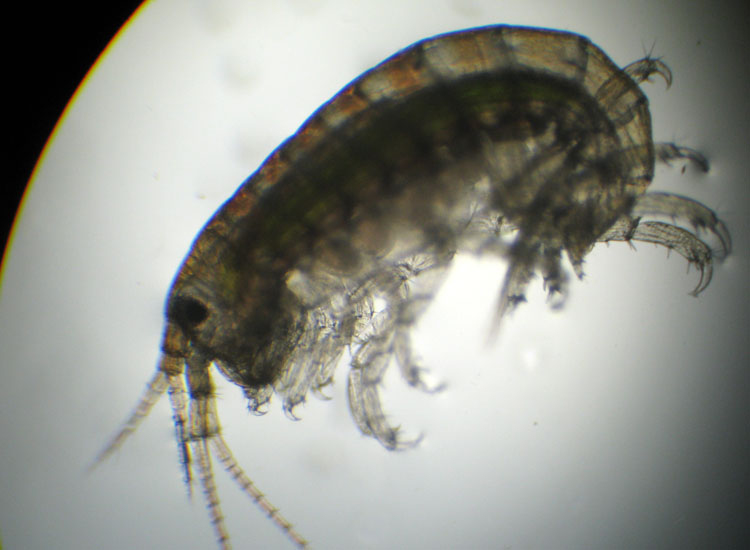 (Micro)mostri marini